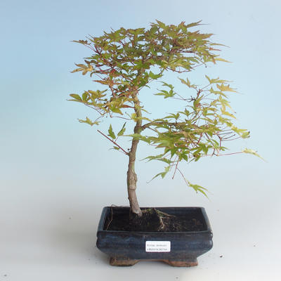 Venkovní bonsai - Acer palmatum Beni Tsucasa - Javor dlanitolistý 408-VB2019-26734 - 1