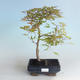 Venkovní bonsai - Acer palmatum Beni Tsucasa - Javor dlanitolistý 408-VB2019-26734 - 1/4