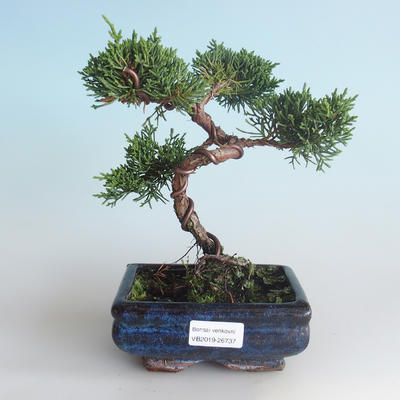 Venkovní bonsai - Juniperus chinensis -Jalovec čínský 408-VB2019-26737