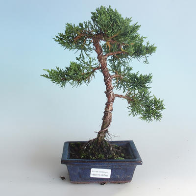 Venkovní bonsai - Juniperus chinensis -Jalovec čínský 408-VB2019-26740