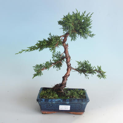 Venkovní bonsai - Juniperus chinensis -Jalovec čínský 408-VB2019-26742