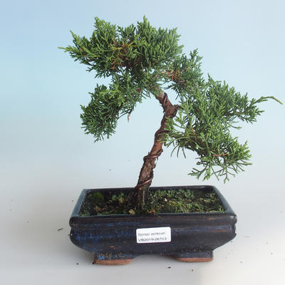 Venkovní bonsai - Juniperus chinensis -Jalovec čínský 408-VB2019-26743