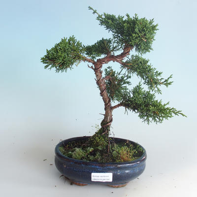 Venkovní bonsai - Juniperus chinensis -Jalovec čínský 408-VB2019-26744