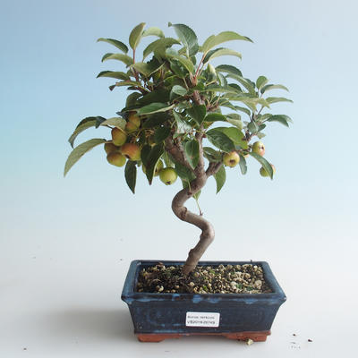 Venkovní bonsai - Malus halliana -  Maloplodá jabloň 408-VB2019-26749 - 1