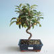 Venkovní bonsai - Malus halliana -  Maloplodá jabloň 408-VB2019-26749 - 1/4