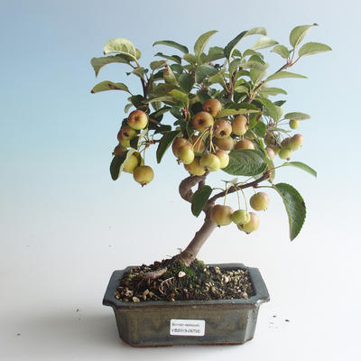 Venkovní bonsai - Malus halliana -  Maloplodá jabloň 408-VB2019-26750 - 1