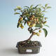 Venkovní bonsai - Malus halliana -  Maloplodá jabloň 408-VB2019-26750 - 1/4