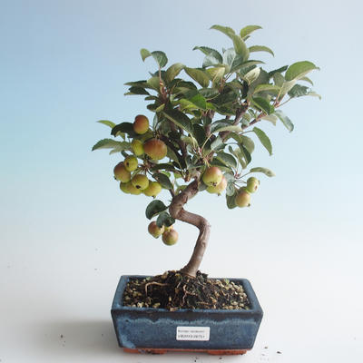 Venkovní bonsai - Malus halliana -  Maloplodá jabloň 408-VB2019-26751 - 1
