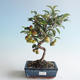 Venkovní bonsai - Malus halliana -  Maloplodá jabloň 408-VB2019-26751 - 1/4