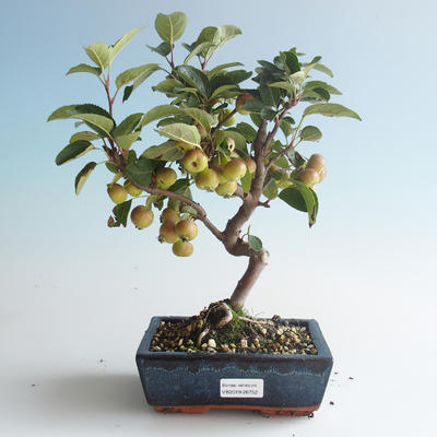 Venkovní bonsai - Malus halliana -  Maloplodá jabloň 408-VB2019-26752 - 1