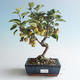 Venkovní bonsai - Malus halliana -  Maloplodá jabloň 408-VB2019-26752 - 1/4
