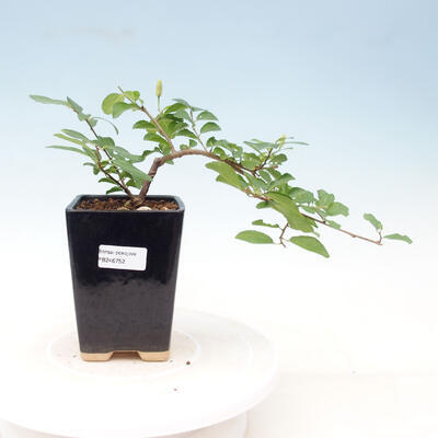 Pokojová bonsai - Grewia occidentalis - Hvězdice levandulová - 1
