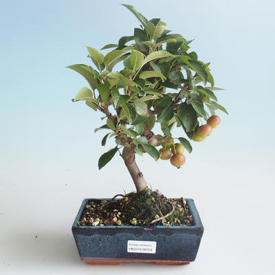 Venkovní bonsai - Malus halliana -  Maloplodá jabloň 408-VB2019-26753 - 1