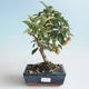 Venkovní bonsai - Malus halliana -  Maloplodá jabloň 408-VB2019-26753 - 1/4