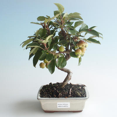Venkovní bonsai - Malus halliana -  Maloplodá jabloň 408-VB2019-26755 - 1