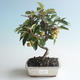 Venkovní bonsai - Malus halliana -  Maloplodá jabloň 408-VB2019-26755 - 1/4
