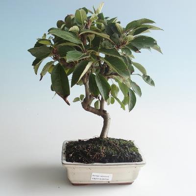 Venkovní bonsai - Malus halliana -  Maloplodá jabloň 408-VB2019-26756 - 1