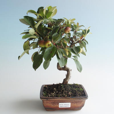 Venkovní bonsai - Malus halliana -  Maloplodá jabloň 408-VB2019-26757 - 1