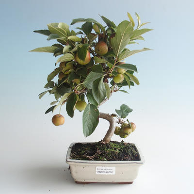 Venkovní bonsai - Malus halliana -  Maloplodá jabloň 408-VB2019-26758 - 1
