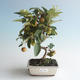 Venkovní bonsai - Malus halliana -  Maloplodá jabloň 408-VB2019-26758 - 1/4