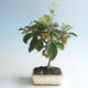 Venkovní bonsai - Malus halliana -  Maloplodá jabloň 408-VB2019-26759 - 1/4
