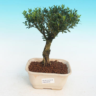 Pokojová bonsai - Buxus harlandii - 1