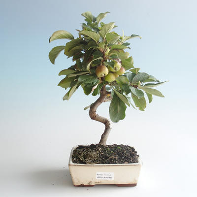 Venkovní bonsai - Malus halliana -  Maloplodá jabloň 408-VB2019-26760 - 1