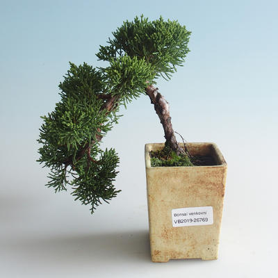 Venkovní bonsai - Juniperus chinensis -Jalovec čínský 408-VB2019-26769