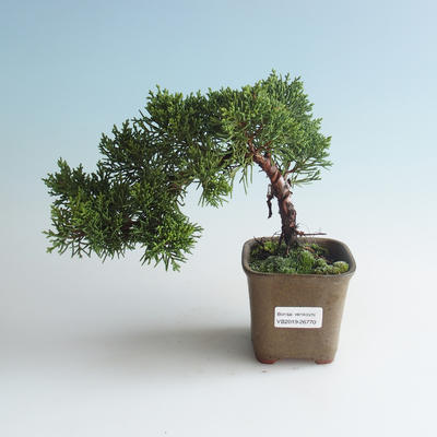 Venkovní bonsai - Juniperus chinensis -Jalovec čínský 408-VB2019-26770
