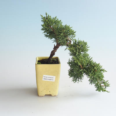Venkovní bonsai - Juniperus chinensis -Jalovec čínský 408-VB2019-26771