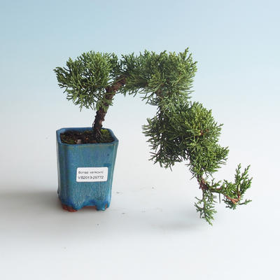 Venkovní bonsai - Juniperus chinensis -Jalovec čínský 408-VB2019-26772