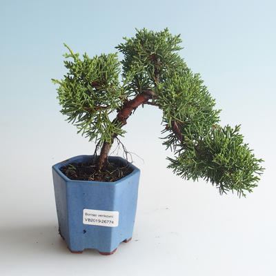 Venkovní bonsai - Juniperus chinensis -Jalovec čínský 408-VB2019-26774