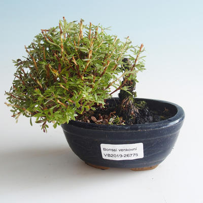 Venkovní bonsai-Mochna křovitá - Dasiphora fruticosa žlutá 408-VB2019-26775 - 1