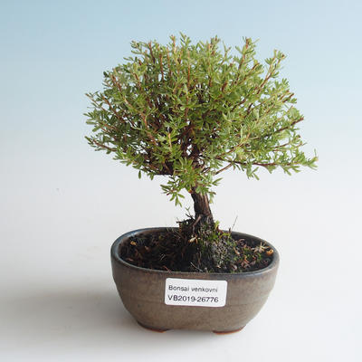 Venkovní bonsai-Mochna křovitá - Dasiphora fruticosa žlutá 408-VB2019-26776 - 1