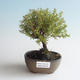Venkovní bonsai-Mochna křovitá - Dasiphora fruticosa žlutá 408-VB2019-26776 - 1/2