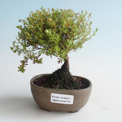Venkovní bonsai-Mochna křovitá - Dasiphora fruticosa žlutá 408-VB2019-26779 - 1