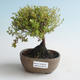 Venkovní bonsai-Mochna křovitá - Dasiphora fruticosa žlutá 408-VB2019-26779 - 1/2
