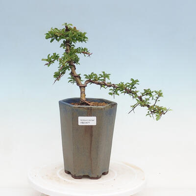 Venkovní bonsai-Pyracanta Teton -Hlohyně - 1