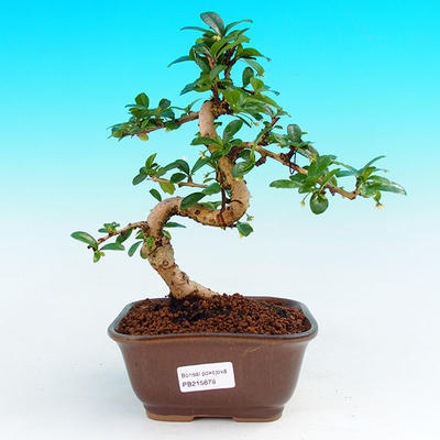 Pokojová bonsai - Carmona macrophylla PB215678 - 1