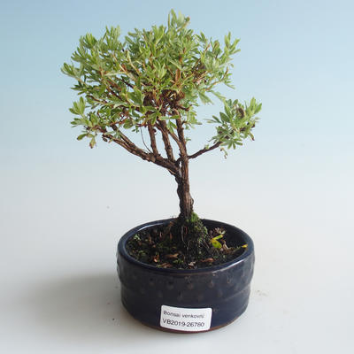 Venkovní bonsai-Mochna křovitá - Dasiphora fruticosa žlutá 408-VB2019-26780 - 1