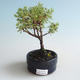 Venkovní bonsai-Mochna křovitá - Dasiphora fruticosa žlutá 408-VB2019-26780 - 1/2