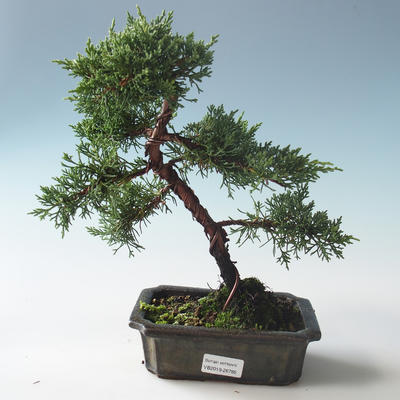 Venkovní bonsai - Juniperus chinensis -Jalovec čínský 408-VB2019-26785