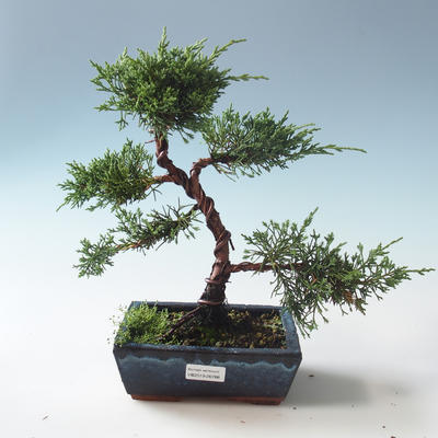 Venkovní bonsai - Juniperus chinensis -Jalovec čínský 408-VB2019-26786