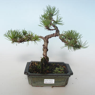 Venkovní bonsai - Pinus mugo Humpy  - Borovice kleč 408-VB2019-26791