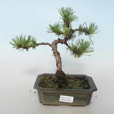 Venkovní bonsai - Pinus mugo Humpy  - Borovice kleč 408-VB2019-26792