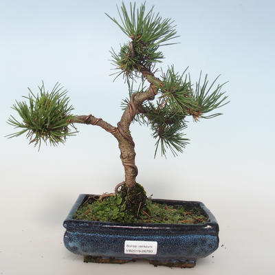 Venkovní bonsai - Pinus mugo Humpy  - Borovice kleč 408-VB2019-26793