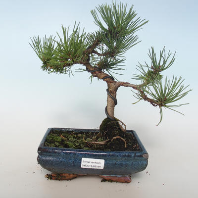 Venkovní bonsai - Pinus mugo Humpy  - Borovice kleč 408-VB2019-26794