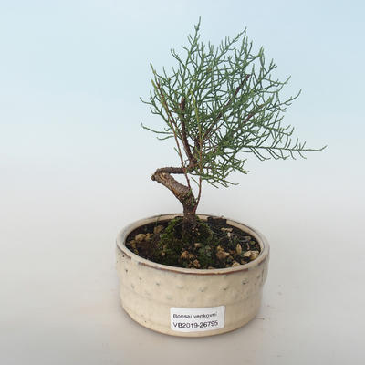 Venkovní bonsai - Tamaris parviflora Tamaryšek malolistý 408-VB2019-26795 - 1