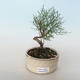 Venkovní bonsai - Tamaris parviflora Tamaryšek malolistý 408-VB2019-26795 - 1/3