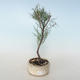 Venkovní bonsai - Tamaris parviflora Tamaryšek malolistý 408-VB2019-26797 - 1/3